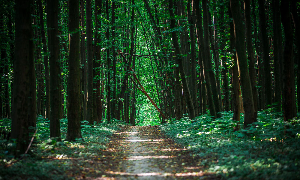Forest bathing research shows decreased cortisol, reduced blood pressure, and an enhanced mood